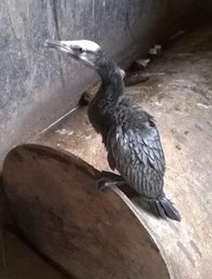 rescued bird.